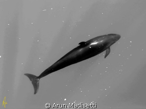False Killer Whale

Strange happenings when converting ... by Arun Madisetti 